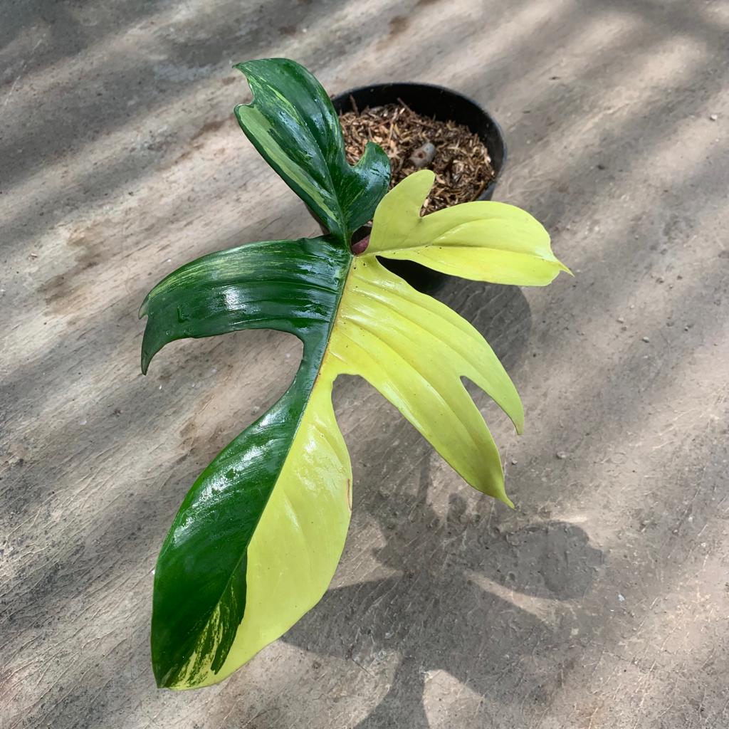 Philodendron Florida Beauty Variegated Cutting