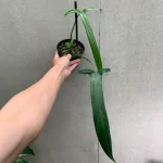 Philodendron Holtonianum
