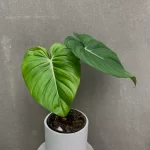 Philodendron McDowel