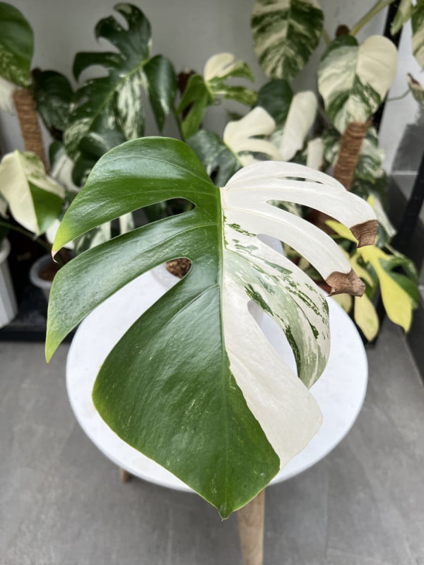 Monstera Variegated Cutting