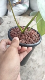 Philodendron Ilsemanii Variegated