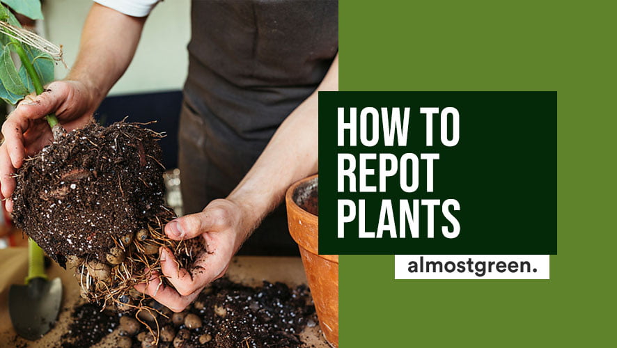 Repot Plants