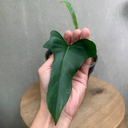 Philodendron Leland Miyano