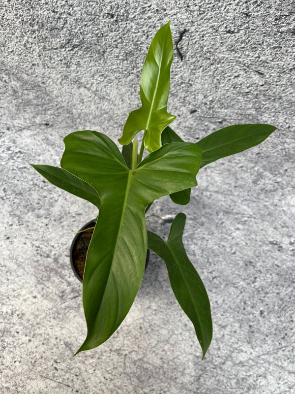 Philodendron Glaucos