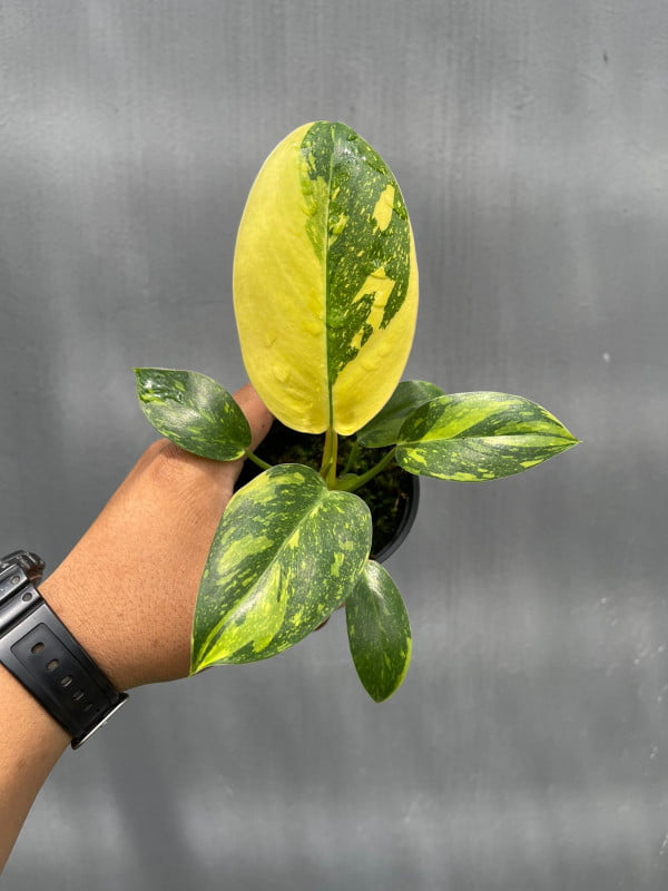 Philodendron Green Congo Marble