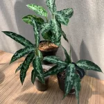 Special Aglaonema Package
