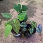 Special Philodendron Package