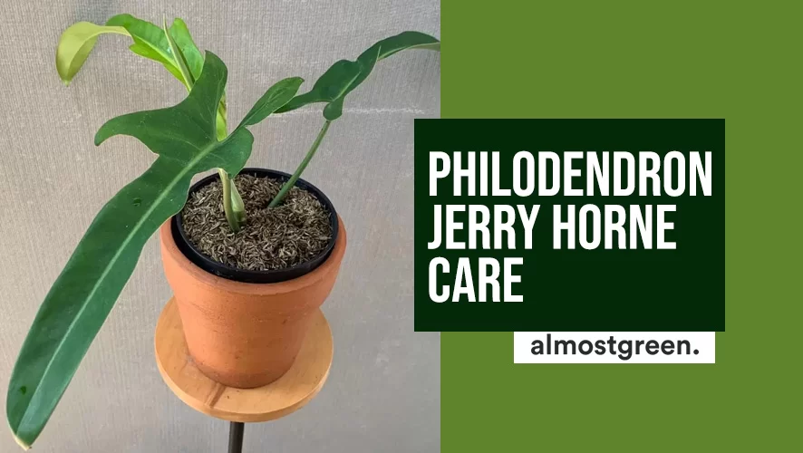 Philodendron Jerry Horne Care