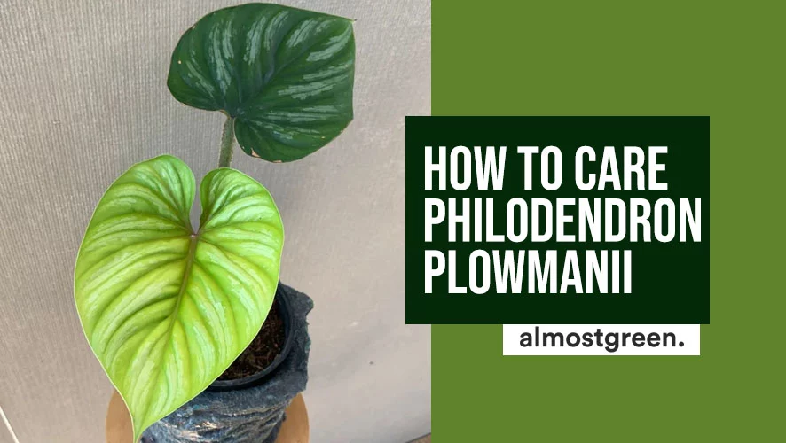 Philodendron Plowmanii Care