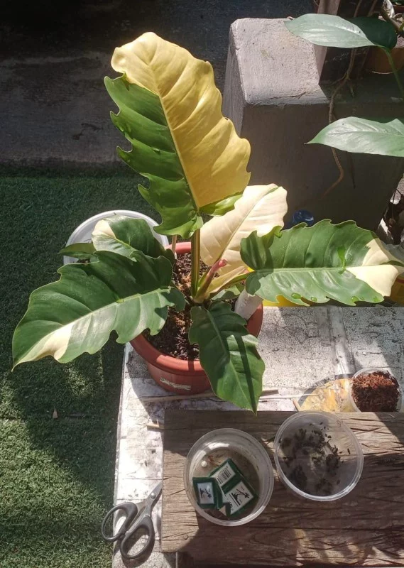 Philodendron Green Saw Variegated