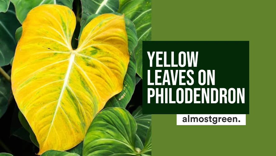 Yellow Leaves on Philodendron