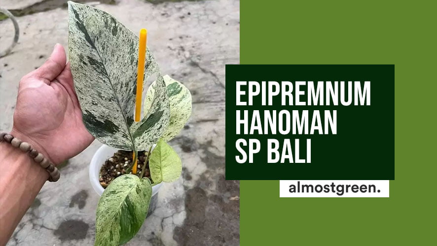 Epipremnum Hanoman Sp Bali care