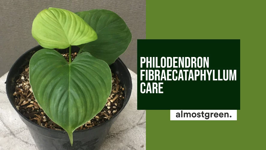 Philodendron Fibraecataphyllum Care